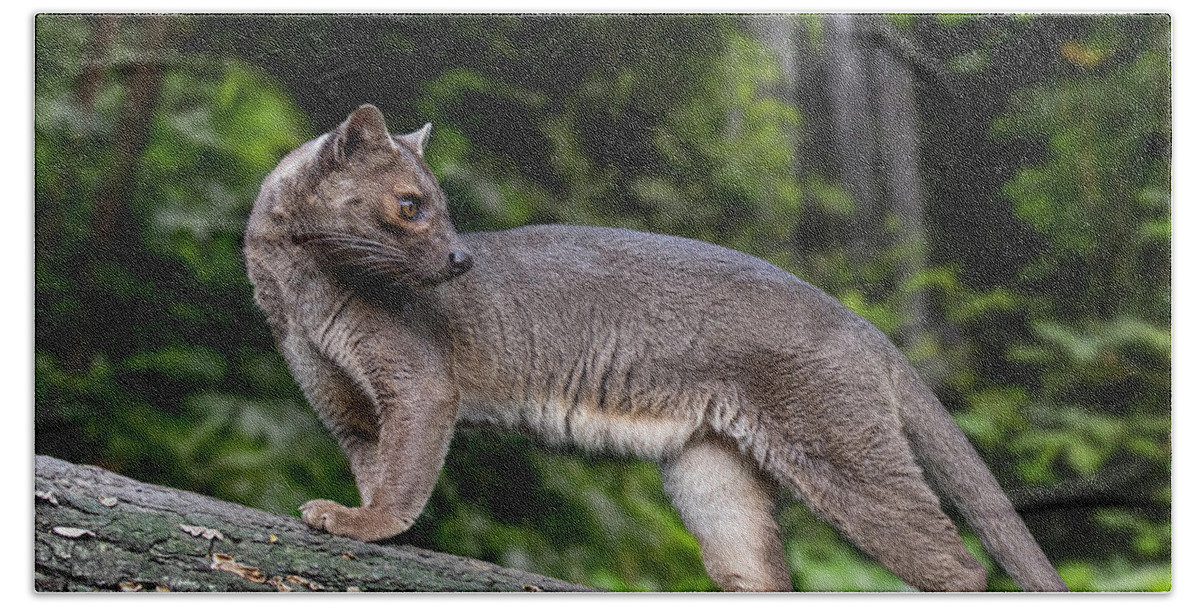 Fossa Bath Towel featuring the photograph Fossa by Arterra Picture Library