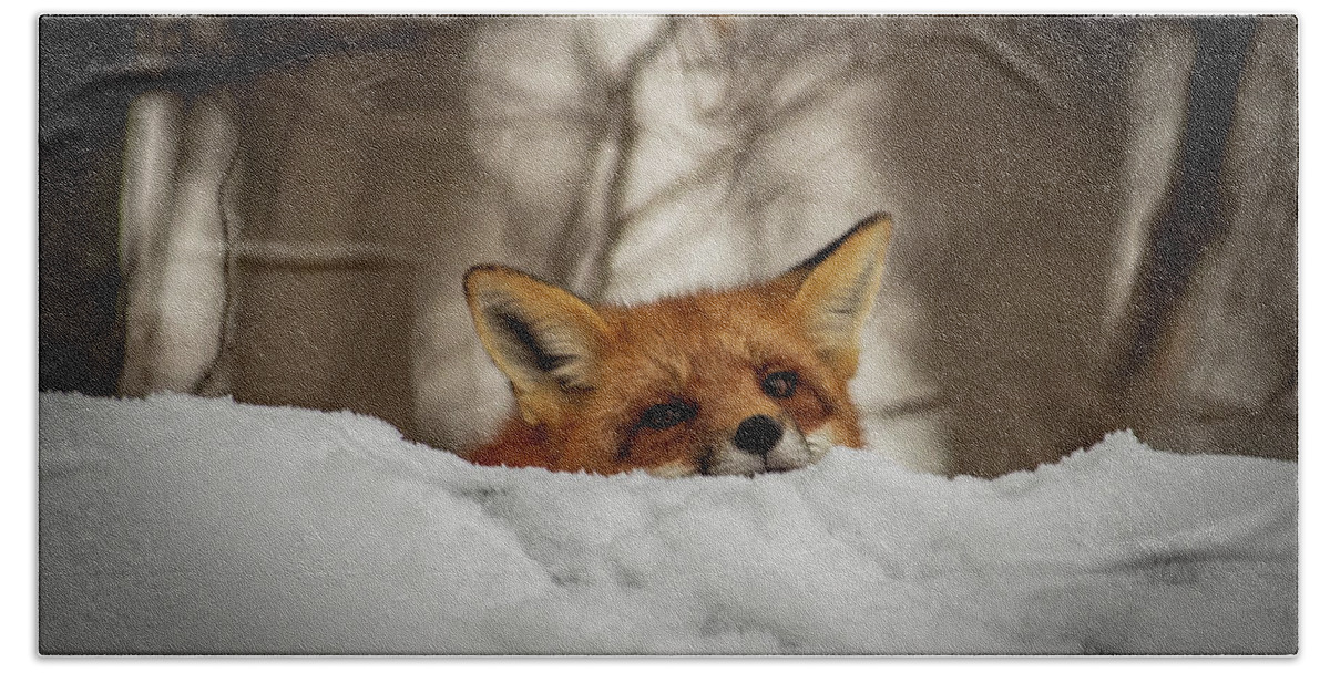Red Fox Bath Towel featuring the photograph Fox resting on roof by Stephen Sloan