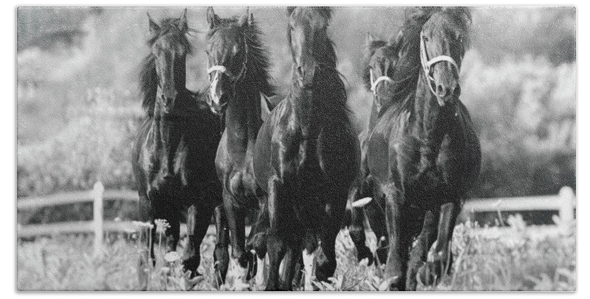 Friesian Hand Towel featuring the photograph Friesian Colts by Lori Ann Thwing