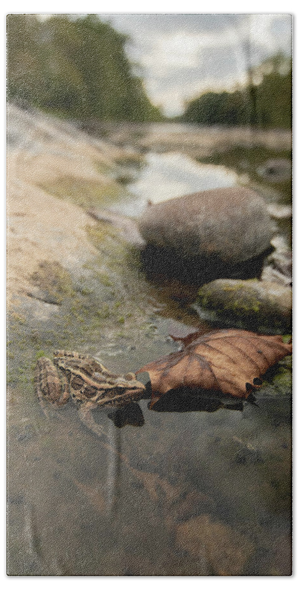 West Bath Towel featuring the photograph Frog in River by Carolyn Hutchins