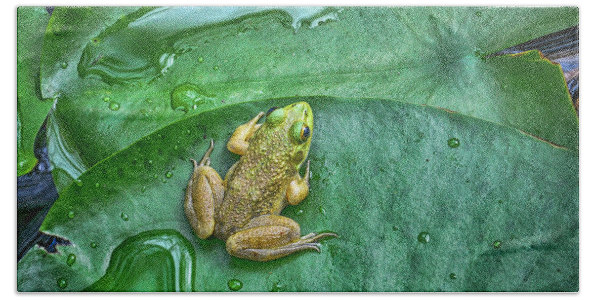 Frog Hand Towel featuring the photograph Frog on a Pad by WAZgriffin Digital