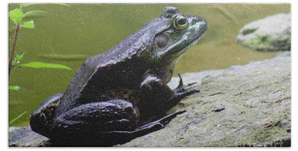 The Farm At Walnut Creek Hand Towel featuring the photograph Frog on a rock by Yvonne M Smith