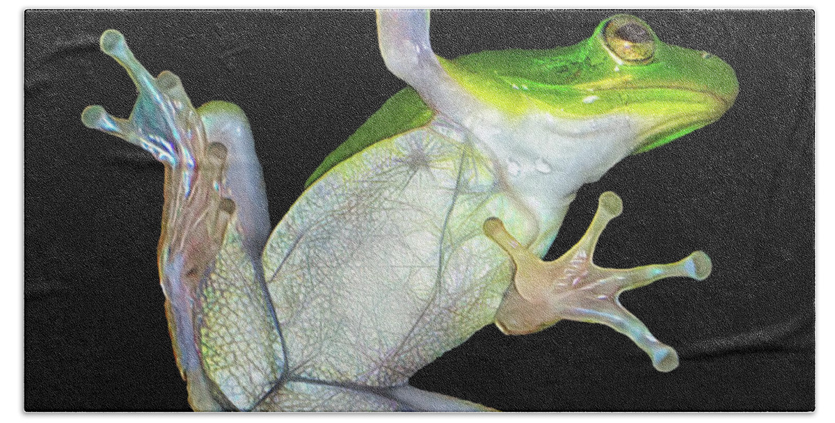 Frogs Bath Towel featuring the photograph Froggy Went a' Cortin' by Michael Frank