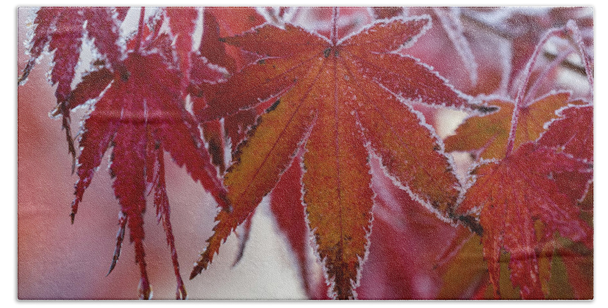 Astoria Hand Towel featuring the photograph Frost on Japanese Maple Leaves by Robert Potts