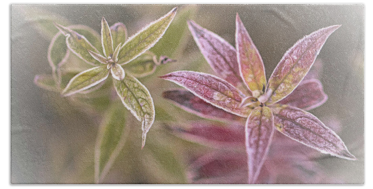 Frosted Hand Towel featuring the photograph Frosted Flora by Jaki Miller