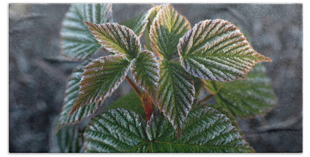 Frost Hand Towel featuring the photograph Frosty Raspberry Leaves by Phil And Karen Rispin