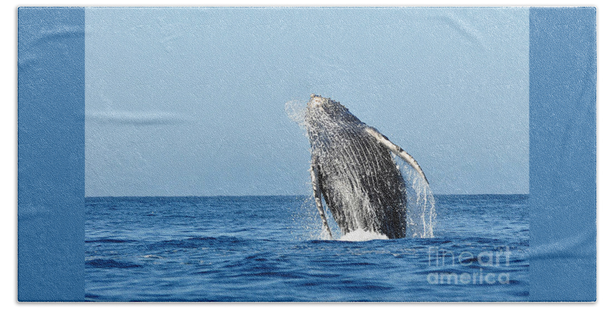 Tail Bath Towel featuring the photograph Full Breach by Ed Stokes