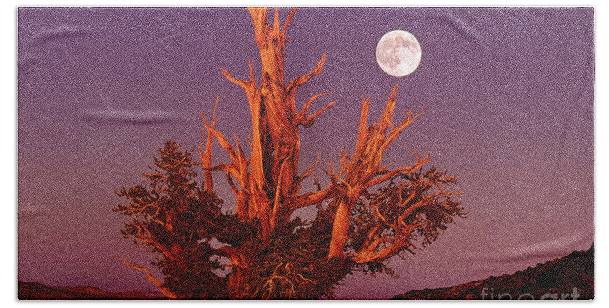 Dave Welling Bath Towel featuring the photograph Full Moon Bristlecone Pine White Mountains California by Dave Welling