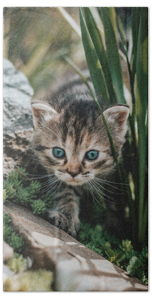 Kitten Bath Towel featuring the photograph Furry explorer by Vaclav Sonnek