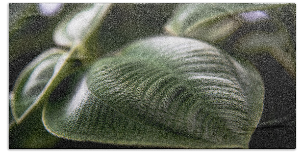 Macro Plant Hand Towel featuring the photograph Furry Fern by Jim Signorelli