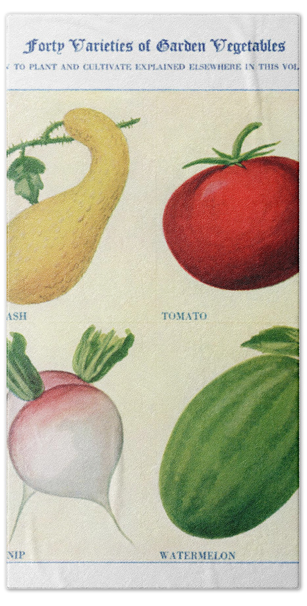 Squash Hand Towel featuring the digital art Garden vegetable 06 - Vintage Farm Illustration - The Open Door to Independence by Studio Grafiikka
