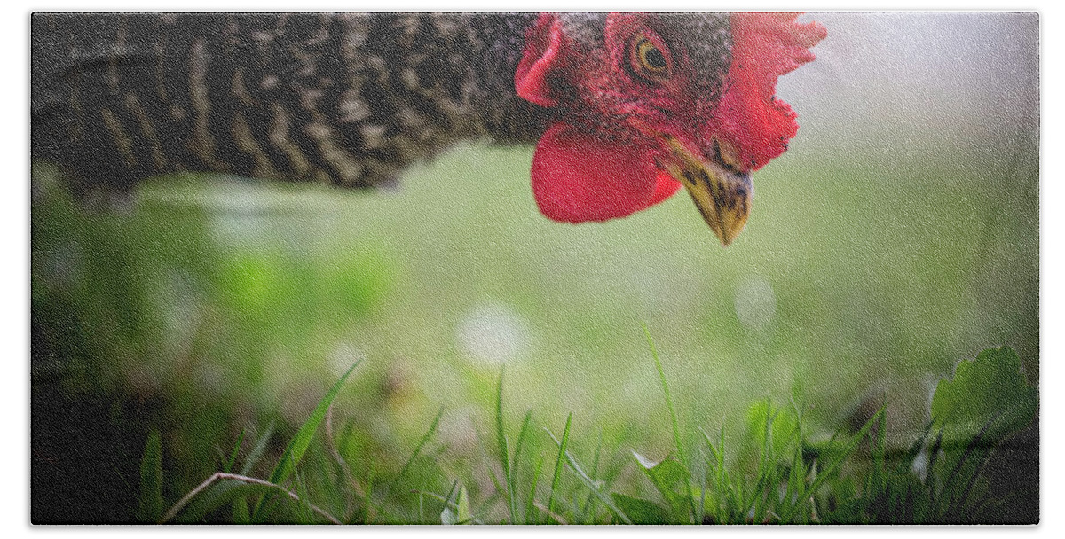  Hand Towel featuring the photograph Gentle Hen by Nicole Engstrom