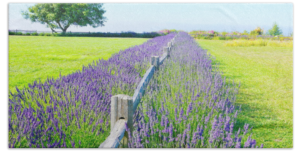 Landscape Hand Towel featuring the photograph George Washington Lavender Gardens by Bill TALICH
