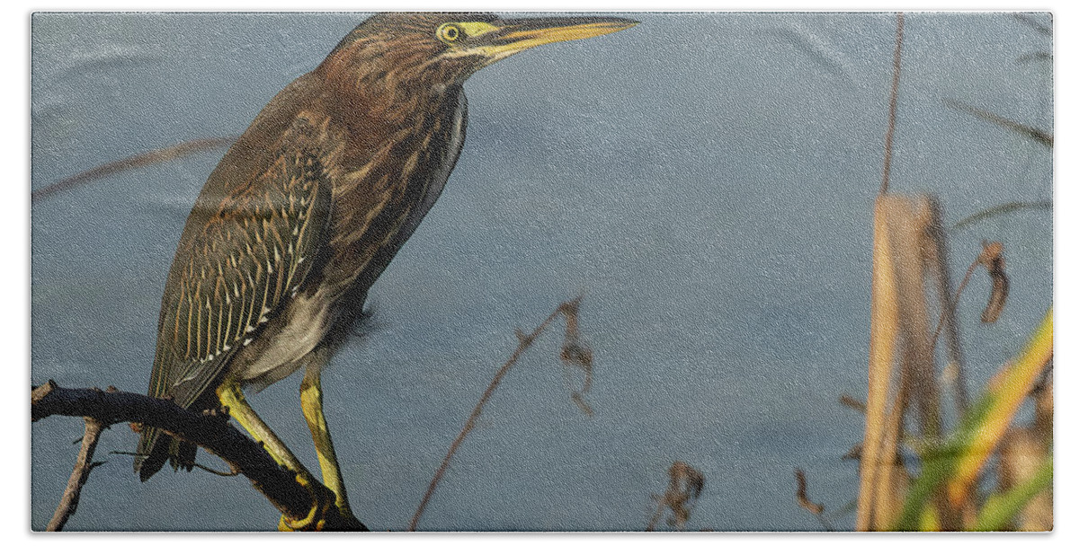 Green Heron Bath Towel featuring the photograph GH Perched 2 by RD Allen