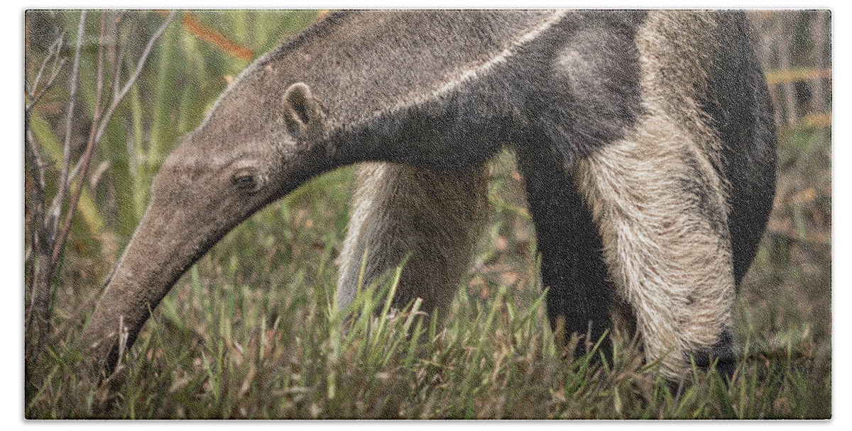 Anteater Hand Towel featuring the photograph Giant Anteater by Linda Villers