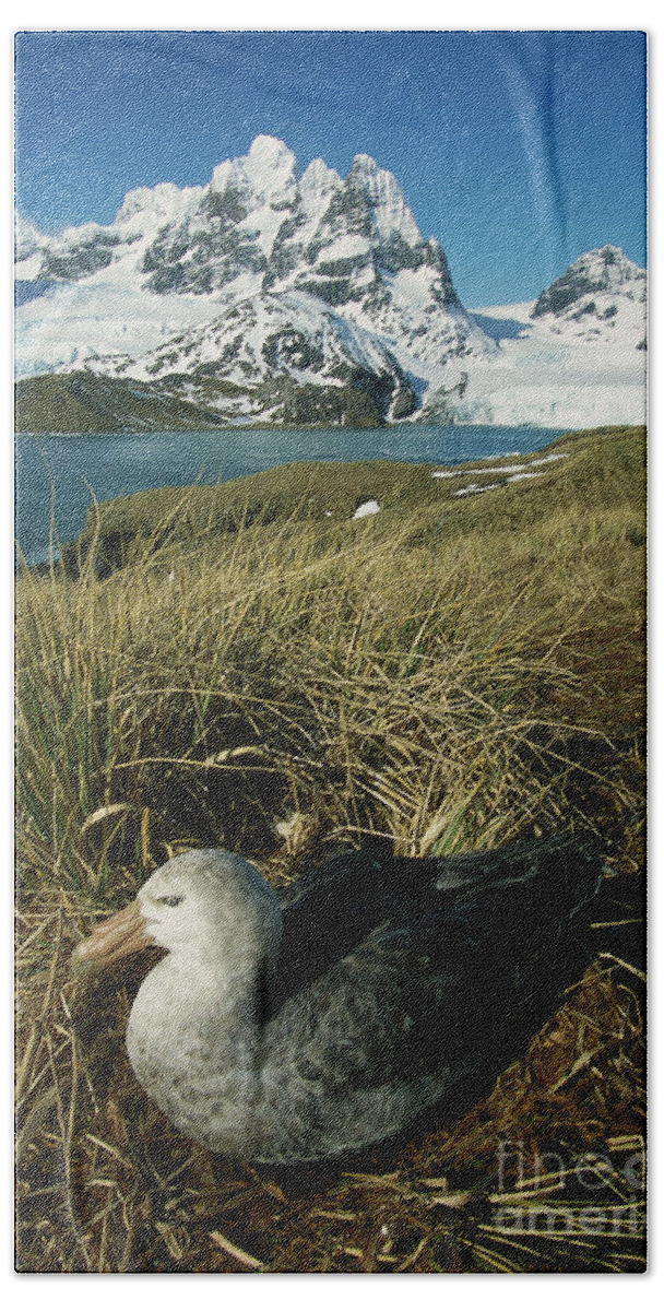 00260858 Bath Towel featuring the photograph Giant Petrel and Mt Cunningham by Grant Dixon