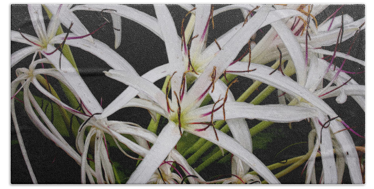 Flowers Hand Towel featuring the photograph Giant White Spider Lilies by Neala McCarten