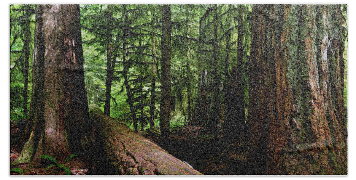 617 Bath Towel featuring the photograph Giants - Canada Pacific Rim Vancouver Island Rain Forest by Sonny Ryse