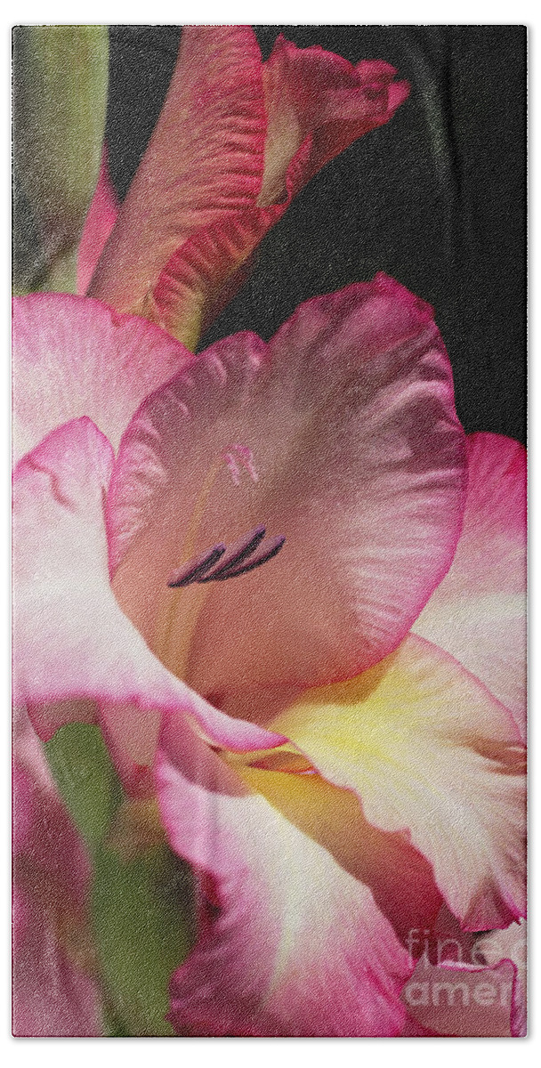 Gladiolus Hand Towel featuring the photograph Gladiolus In Pink by Joy Watson
