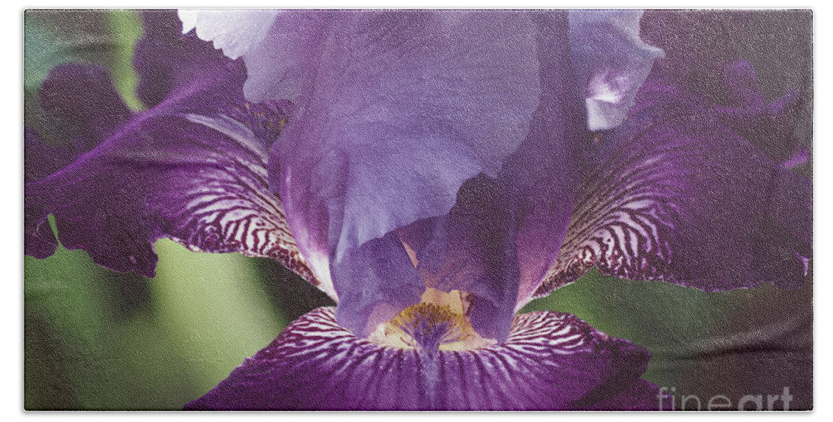 Iris Bath Towel featuring the photograph Glowing Iris Moody Midnight Nature / Floral / Botanical Photograph by PIPA Fine Art - Simply Solid