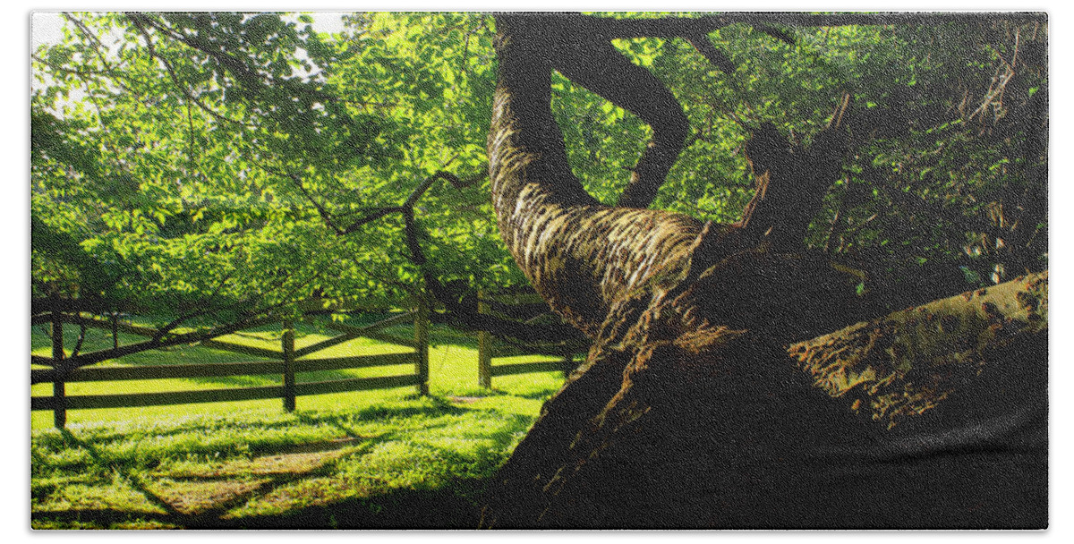 Afternoon Sun Hand Towel featuring the photograph Gnarled Tree and Rustic Fence in Golden Hour by Steve Ember