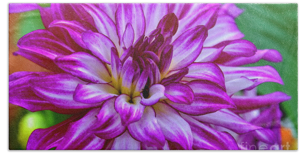 Flower Hand Towel featuring the photograph GoGo Two Tone Dahlia by Diana Mary Sharpton