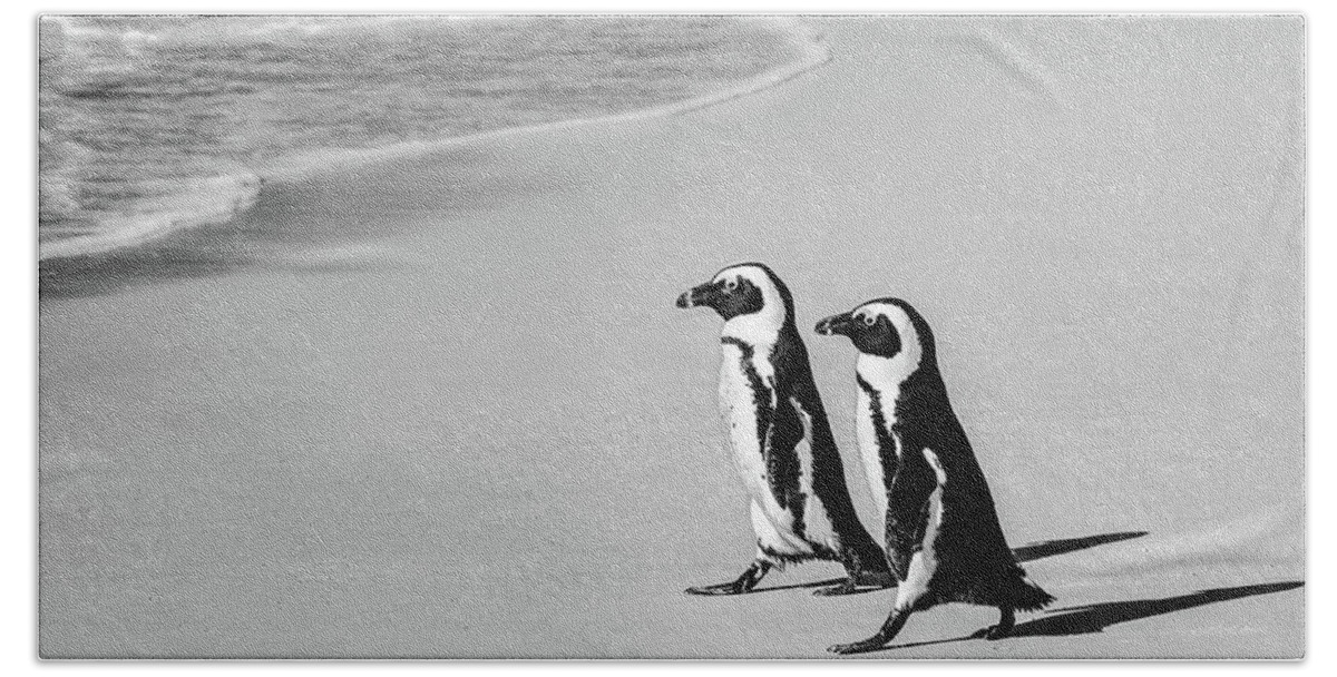 African Penguin Bath Towel featuring the photograph Going For A Swim by Elvira Peretsman