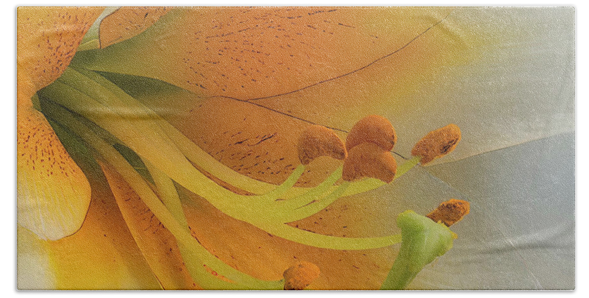 Daylily Hand Towel featuring the photograph Gold Daylily Close-up by Patti Deters