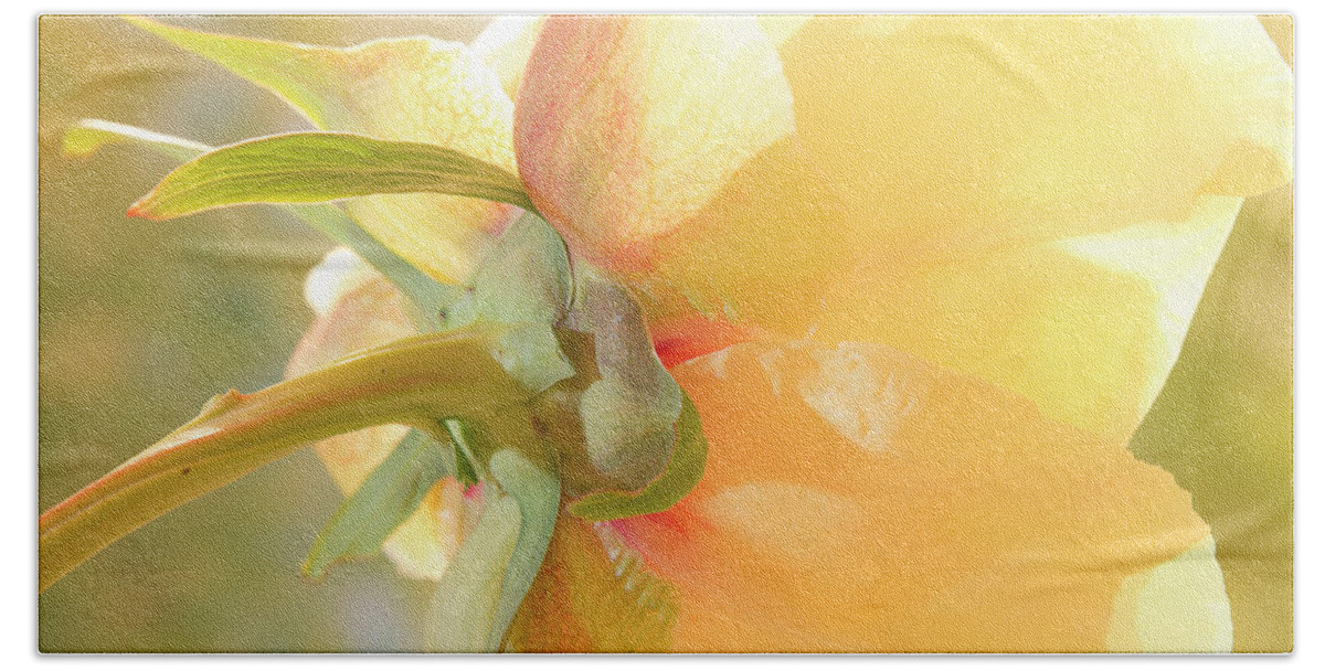 Peony Bath Towel featuring the photograph Golden Bowl Tree Peony Bloom - back by Patti Deters