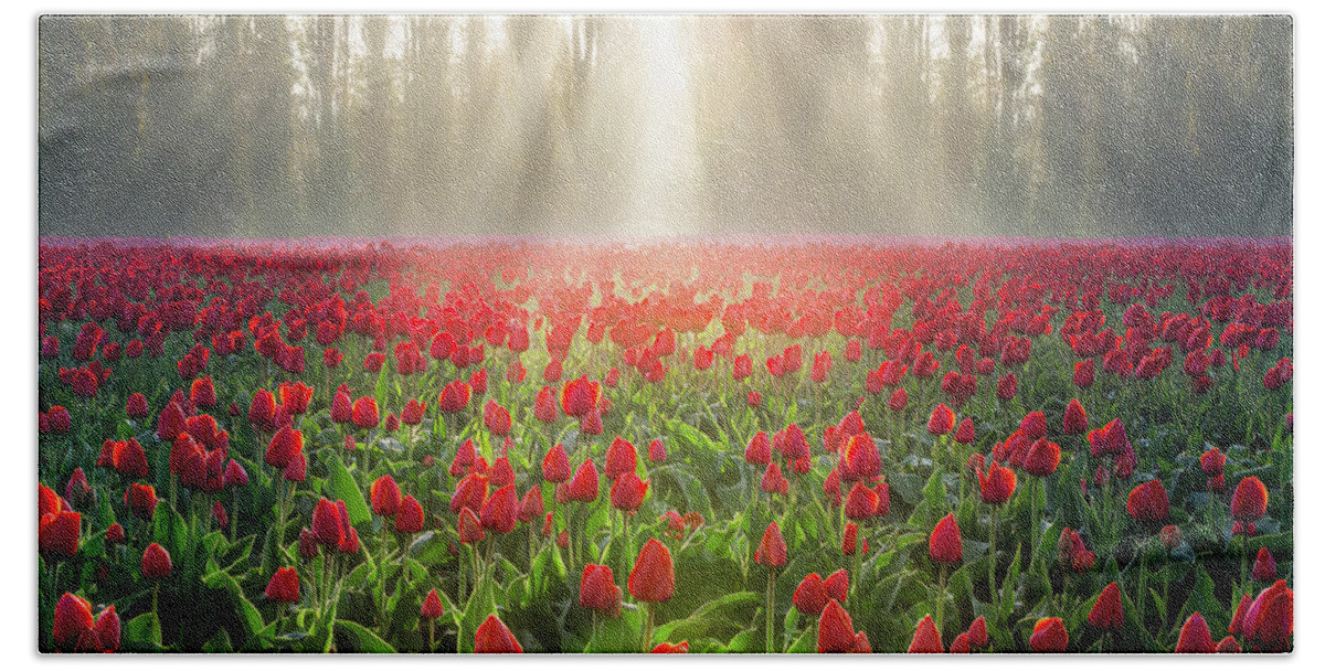 Tulips Bath Towel featuring the photograph Golden Hour Tulips by Michael Rauwolf