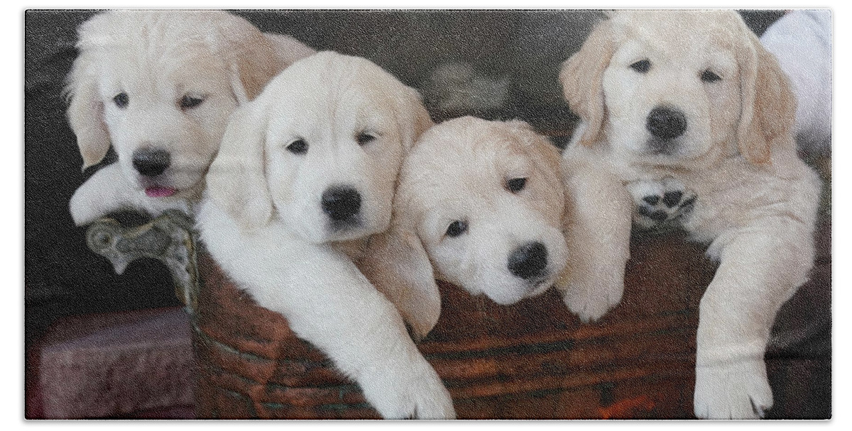 Puppies Bath Towel featuring the photograph Golden Retriever Puppies by Rick Wilking