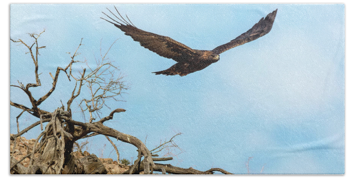  Hand Towel featuring the photograph GoldenEagle by John T Humphrey