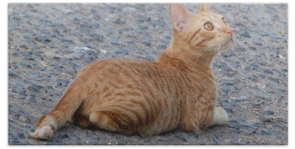 Orange-striped Tabby Kitten Bath Towel featuring the photograph Goldie by Rosanne Licciardi