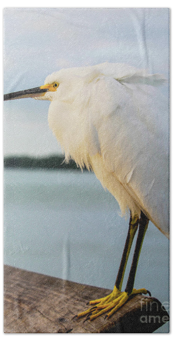 Egret Hand Towel featuring the photograph Good morning, sweet Snowy by Joanne Carey