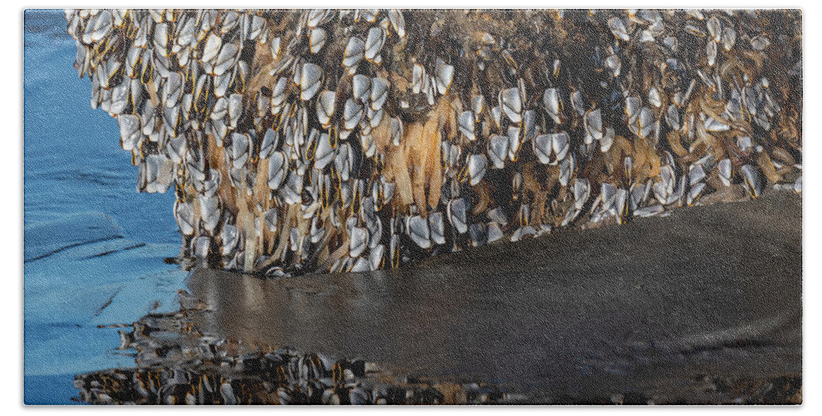 Animals Hand Towel featuring the photograph Gooseneck Barnacles in the Surf by Robert Potts