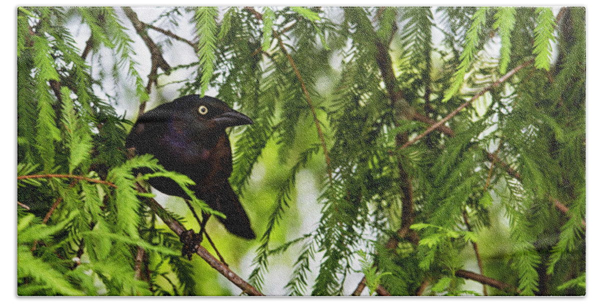 Grackle Bath Towel featuring the photograph Grackle in Neuse River Cypress Tree by Bob Decker