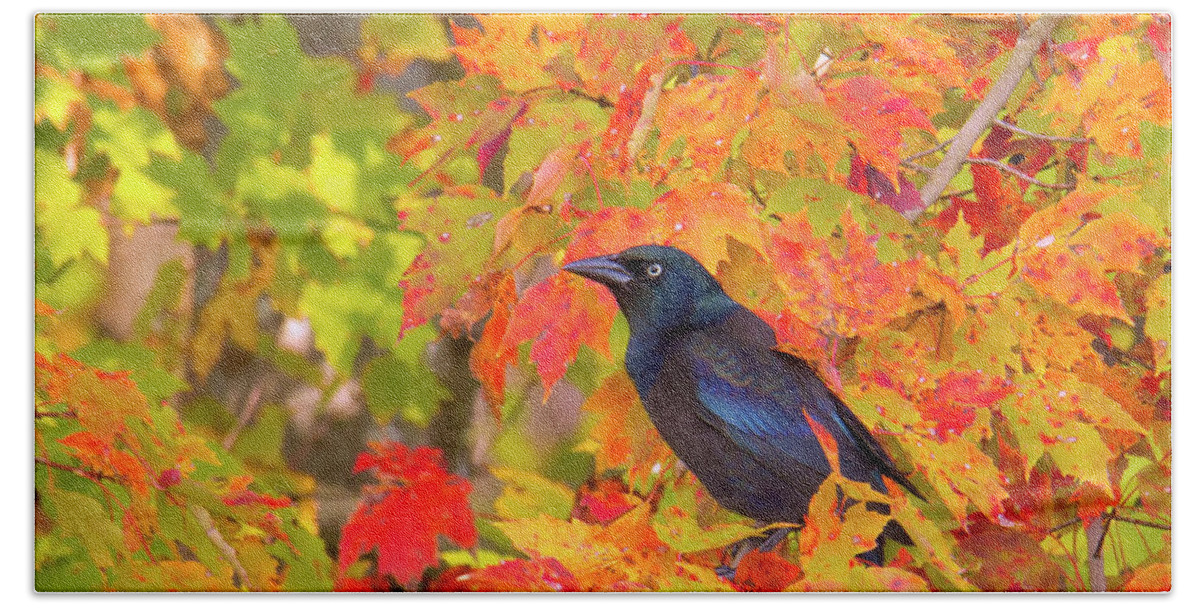 Birds Hand Towel featuring the photograph Grackle Sitting Among Fall Leaves by Charles Floyd