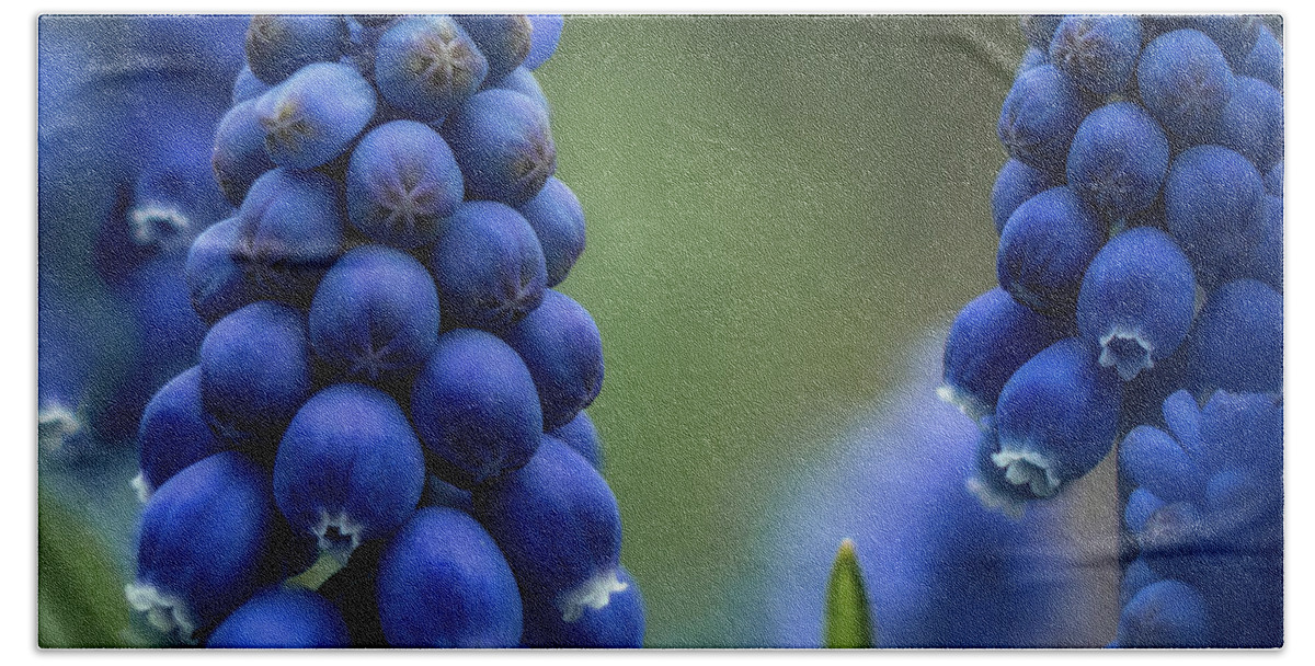 Flower Bath Towel featuring the photograph Grape Hyacinth by Dan Eskelson