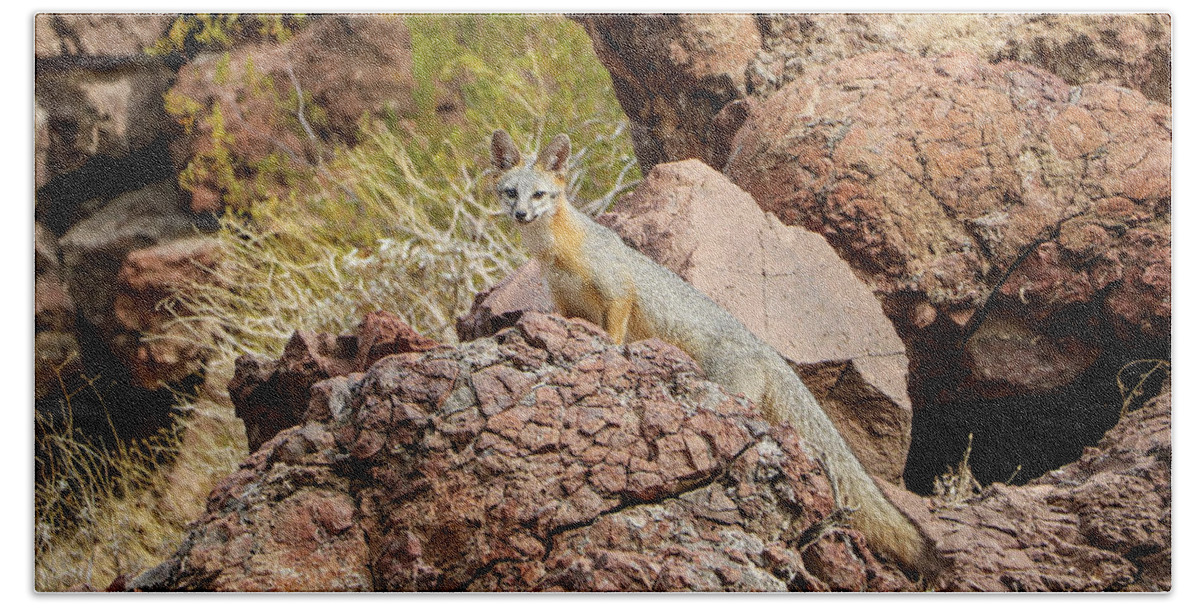 2020 Hand Towel featuring the photograph Gray Fox along Colorado River by Dawn Richards