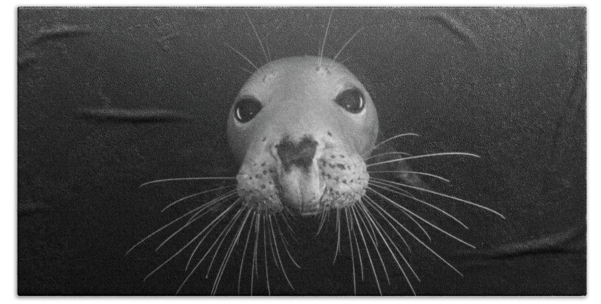 Seal Bath Towel featuring the photograph Gray seal by Brian Weber