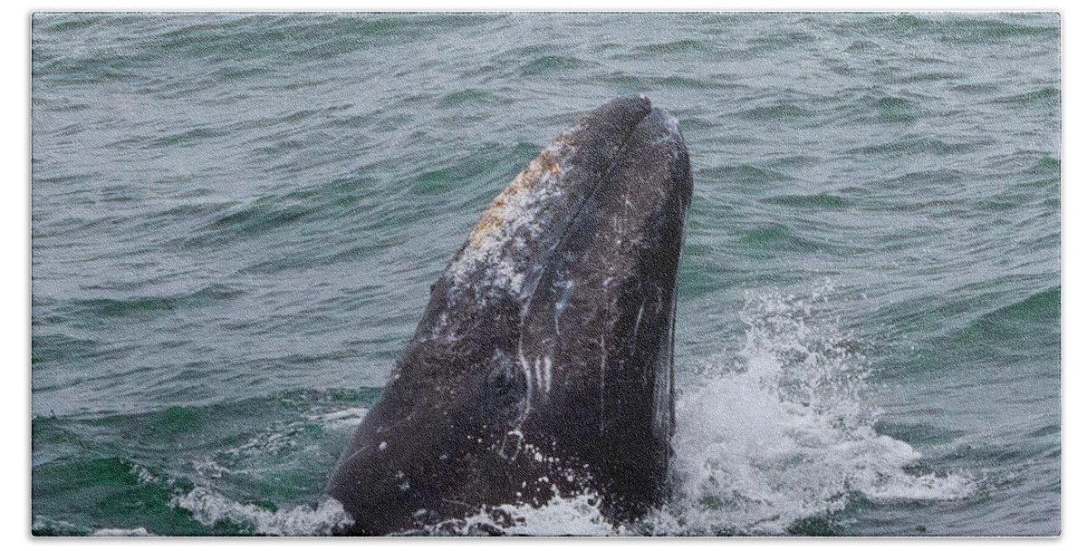 Gray Whale Bath Towel featuring the photograph Gray Whale Spyhopping by Kathleen Bishop