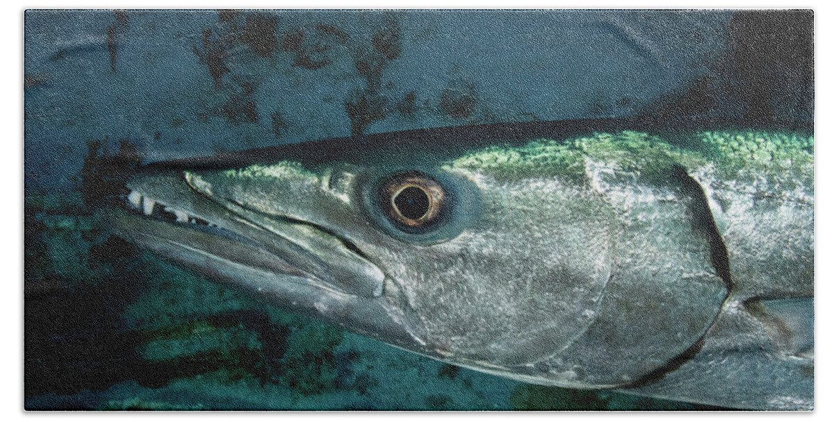 Barracuda Bath Towel featuring the photograph Great Barracuda by Brian Weber