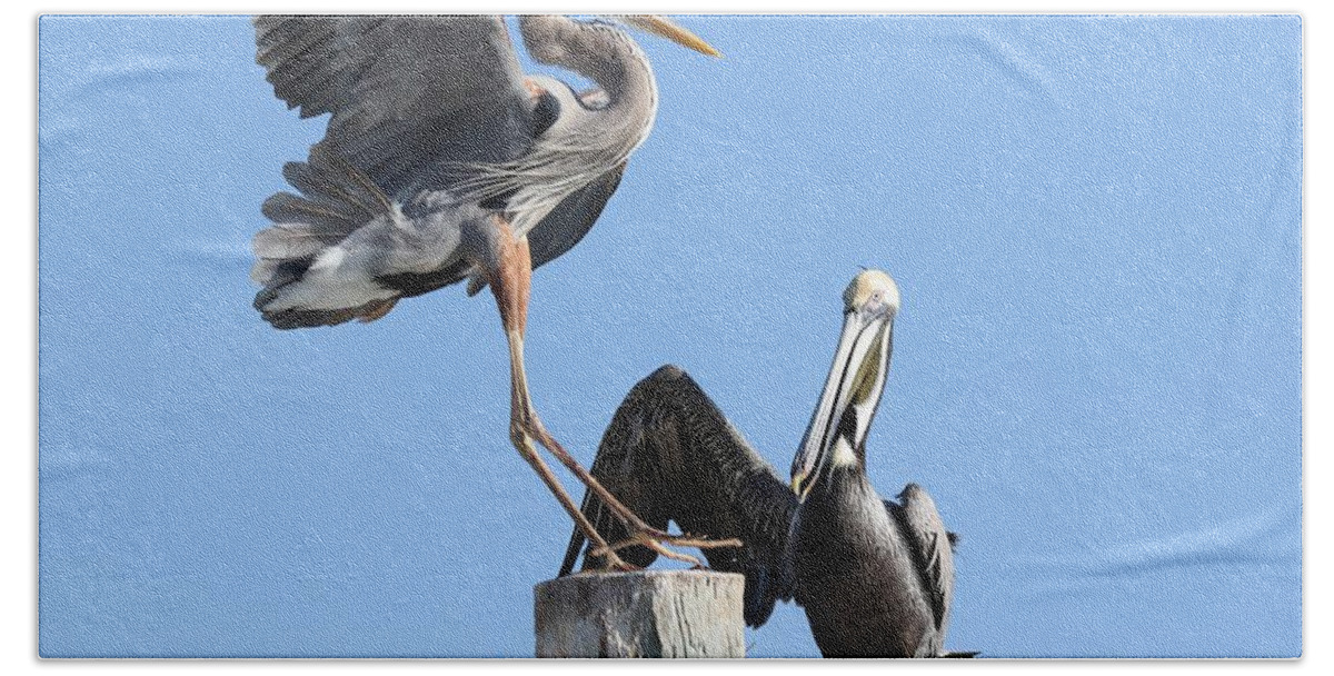 Blue Heron Bath Towel featuring the photograph Great Blue Heron and Pelican by Mingming Jiang