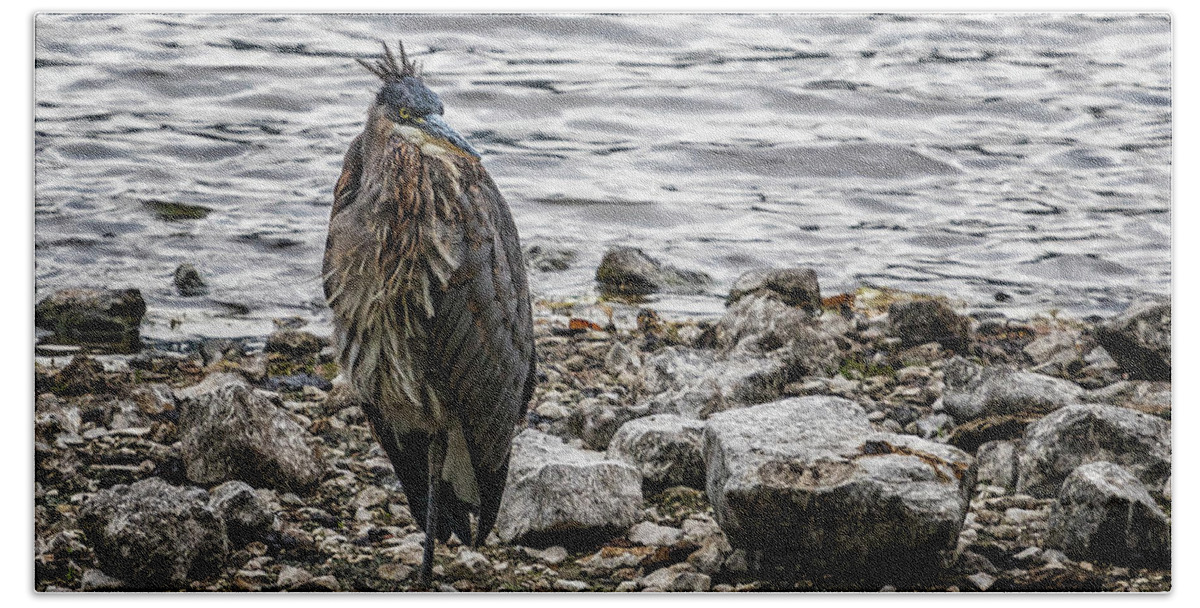 Great Blue Heron Hand Towel featuring the photograph Great Blue Heron at Carmen Reservoir, No. 1 by Belinda Greb