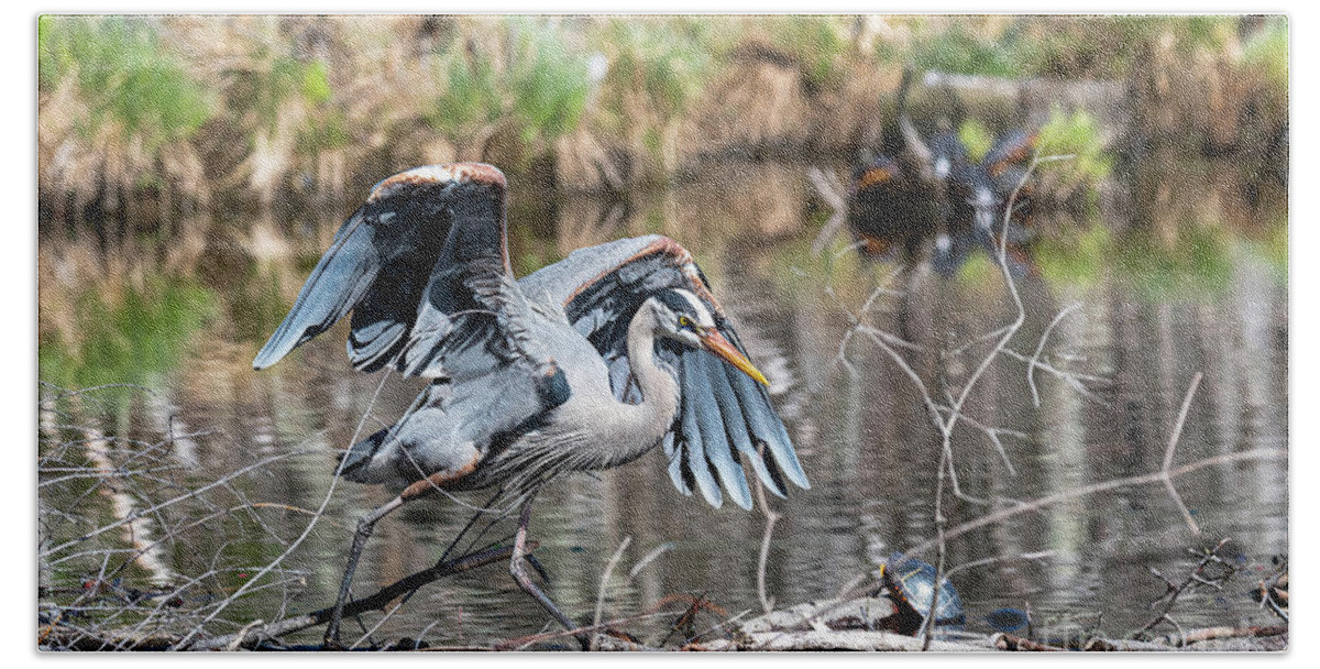 Afternoon Hand Towel featuring the photograph Great Blue Heron at the Needham Reservoir by Ilene Hoffman