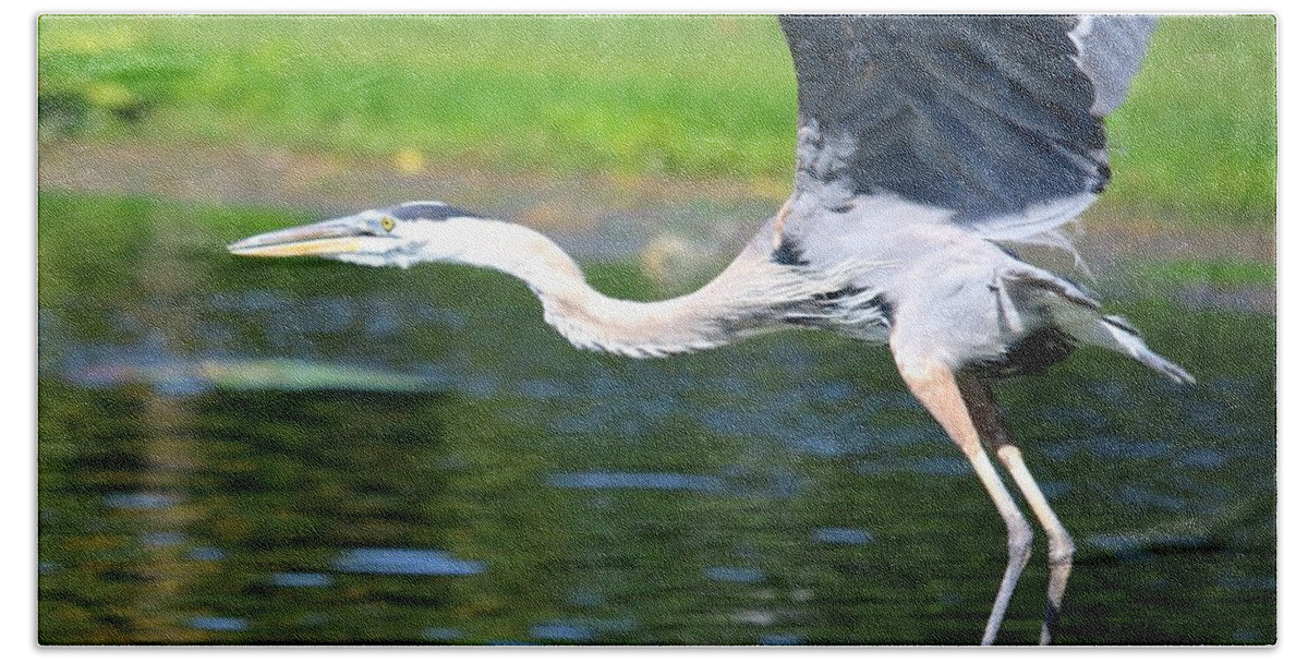 Great Bath Towel featuring the photograph Great Blue Heron at Venetian Gardens#8 by Philip And Robbie Bracco