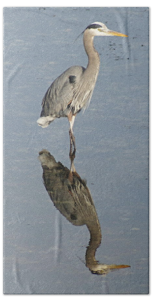 Harbor Hand Towel featuring the photograph Great Blue Heron by Bill TALICH