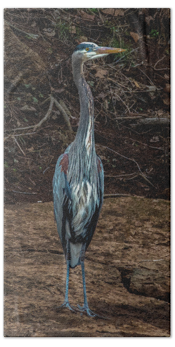 Animals Bath Towel featuring the photograph Great Blue Heron by Brian Shoemaker