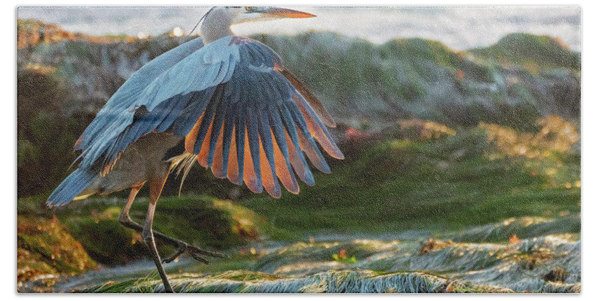 Bird Hand Towel featuring the photograph Great Blue Heron in Eelgrass by Susan Cook by California Coastal Commission