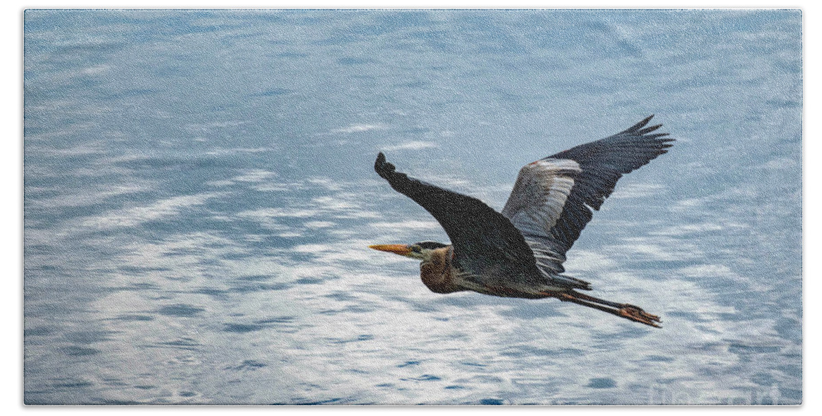 Great Hand Towel featuring the photograph Great Blue Heron In Flight by Beachtown Views